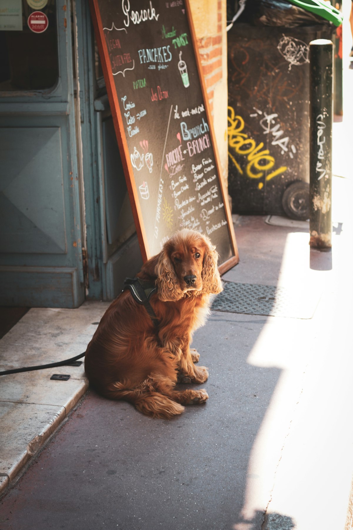 Dog waiting outside a cafe