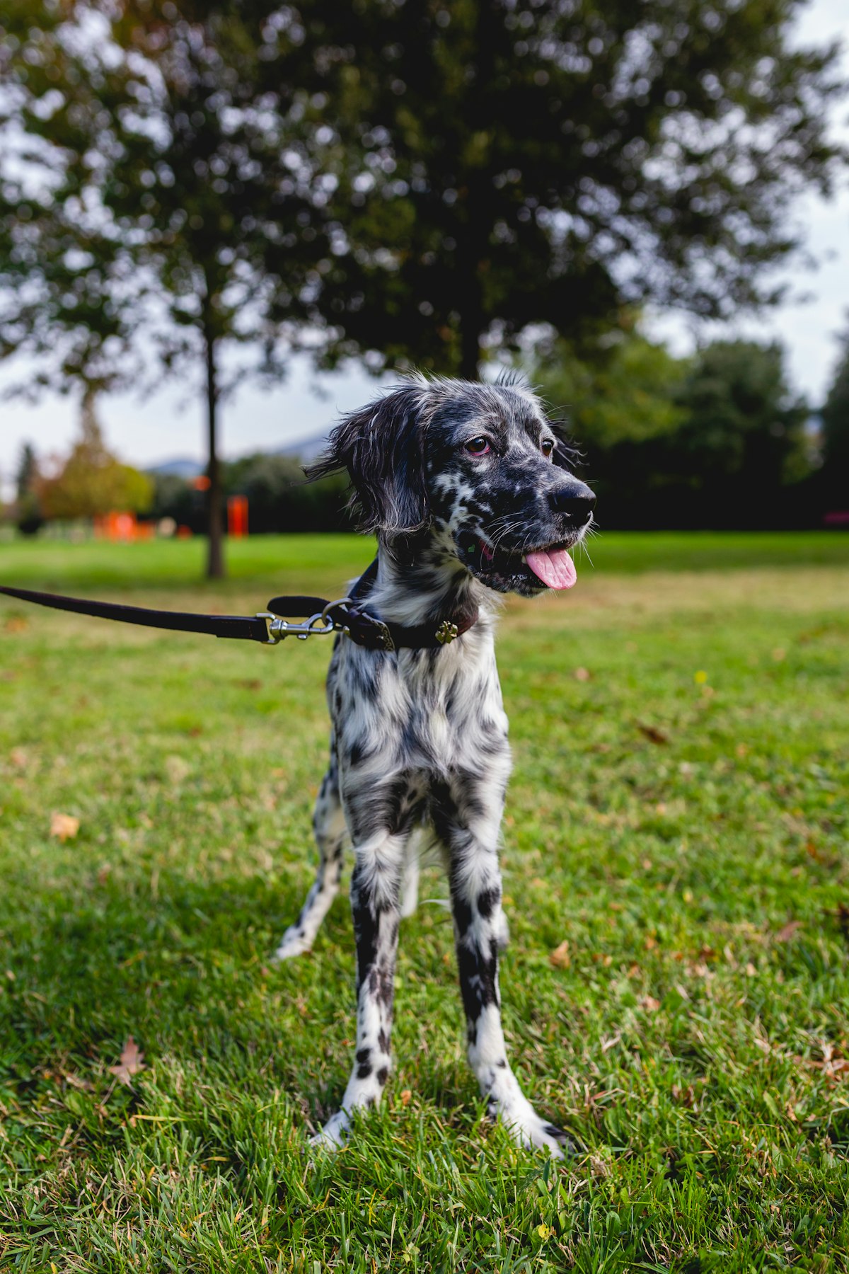 Dog on grass in a park